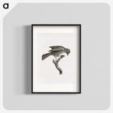 1-92_Des-Oiseaux-de-Paradis_blk
