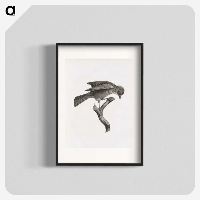 1-92_Des-Oiseaux-de-Paradis_blk