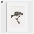 1-92_Des-Oiseaux-de-Paradis_picture