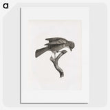 1-92_Des-Oiseaux-de-Paradis_picture