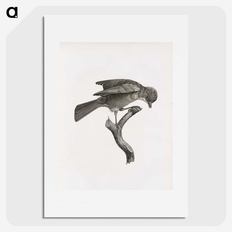 1-92_Des-Oiseaux-de-Paradis_picture