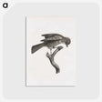 1-92_Des-Oiseaux-de-Paradis_postcard
