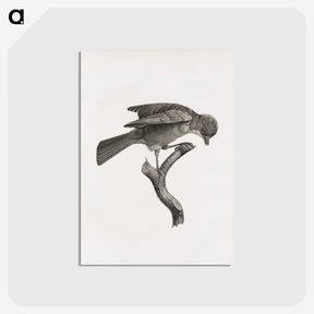1-92_Des-Oiseaux-de-Paradis_postcard