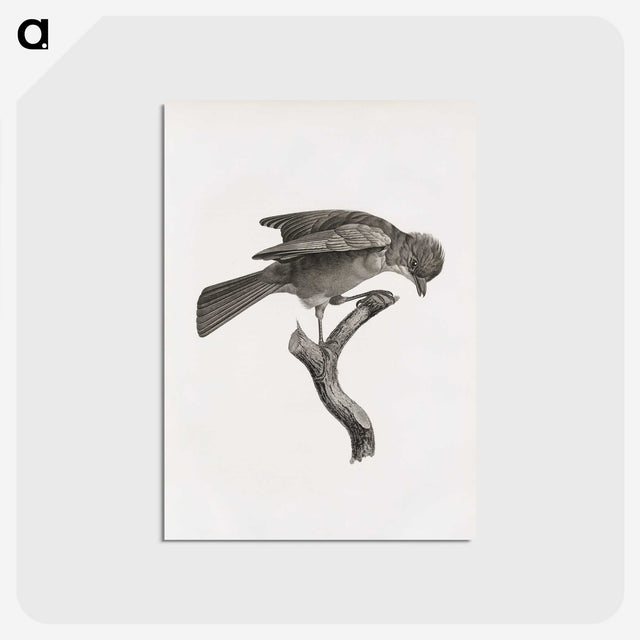 1-92_Des-Oiseaux-de-Paradis_postcard