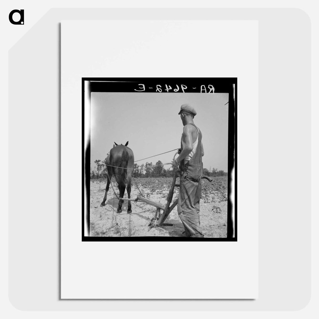 White tenant farmer works on shares. North Carolina - Dorothea Lange Poster.