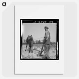 White tenant farmer works on shares. North Carolina - Dorothea Lange Poster.