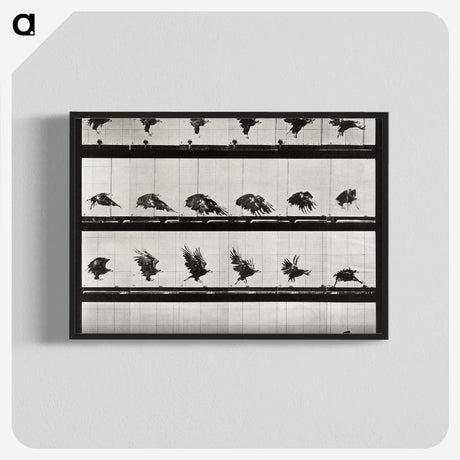 1-92_Eadweard-Muybridge_blk-crop