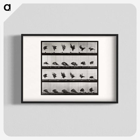 1-92_Eadweard-Muybridge_blk