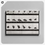 1-92_Eadweard-Muybridge_canvas