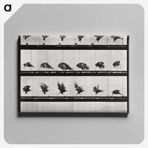 1-92_Eadweard-Muybridge_canvas