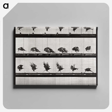 1-92_Eadweard-Muybridge_canvas