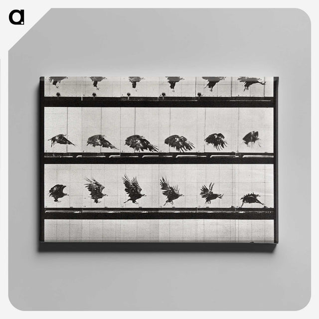 1-92_Eadweard-Muybridge_canvas