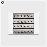 アートポストカード-Animal Locomotion Plate 730
 - エドワード マイブリッジ Postcard.