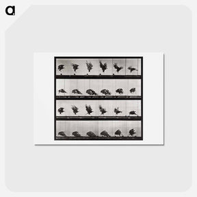 アートポストカード-Animal Locomotion Plate 730
 - エドワード マイブリッジ Postcard.