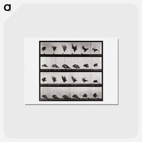 アートポストカード-Animal Locomotion Plate 730
 - エドワード マイブリッジ Postcard.