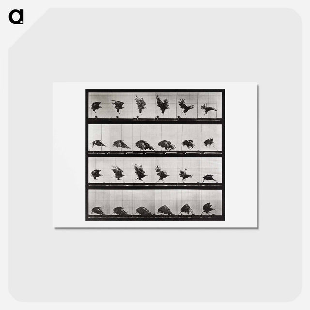 アートポストカード-Animal Locomotion Plate 730
 - エドワード マイブリッジ Postcard.