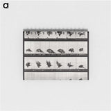 1-92_Eadweard-Muybridge_memo