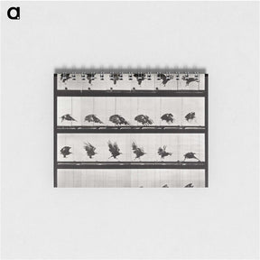 1-92_Eadweard-Muybridge_memo