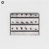 アートメモ帳-Animal Locomotion Plate 730
 - エドワード マイブリッジ Memo.