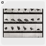 1-92_Eadweard-Muybridge_picture-crop