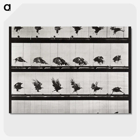 1-92_Eadweard-Muybridge_picture-crop