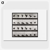 1-92_Eadweard-Muybridge_picture