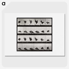 1-92_Eadweard-Muybridge_picture