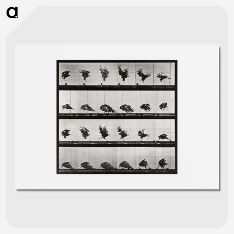 1-92_Eadweard-Muybridge_picture