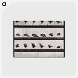 アートポストカード-Animal Locomotion Plate 730
 - エドワード マイブリッジ Postcard.