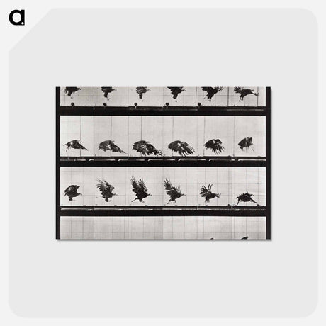 アートポストカード-Animal Locomotion Plate 730
 - エドワード マイブリッジ Postcard.