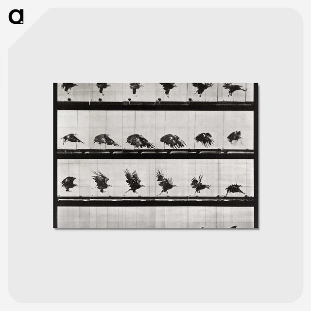 1-92_Eadweard-Muybridge_postcard