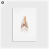 アートポストカード-Vintage squid marine life illustration - エルンスト ヘッケル Postcard.