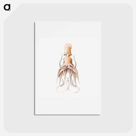 アートポストカード-Vintage squid marine life illustration - エルンスト ヘッケル Postcard.