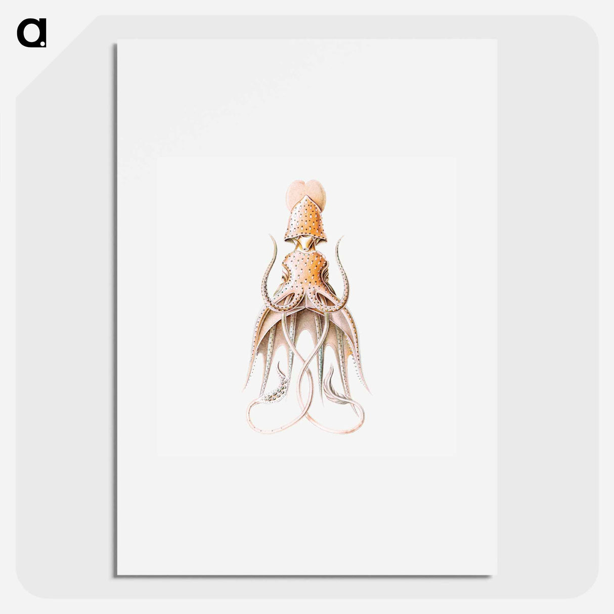Vintage squid marine life illustration - エルンスト ヘッケル Poster.