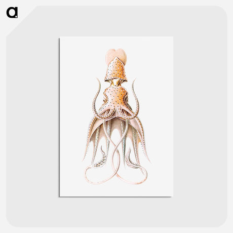 アートポストカード-Vintage squid marine life illustration - エルンスト ヘッケル Postcard.