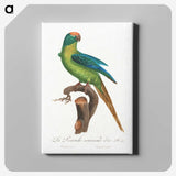 1-92_Francois-Levaillant_canvas