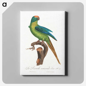 1-92_Francois-Levaillant_canvas