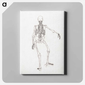 アートパネル-Human Skeleton, Posterior View
 - ジョージ スタッブス Canvas.