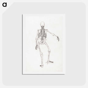 アートポストカード-Human Skeleton, Posterior View
 - ジョージ スタッブス Postcard.