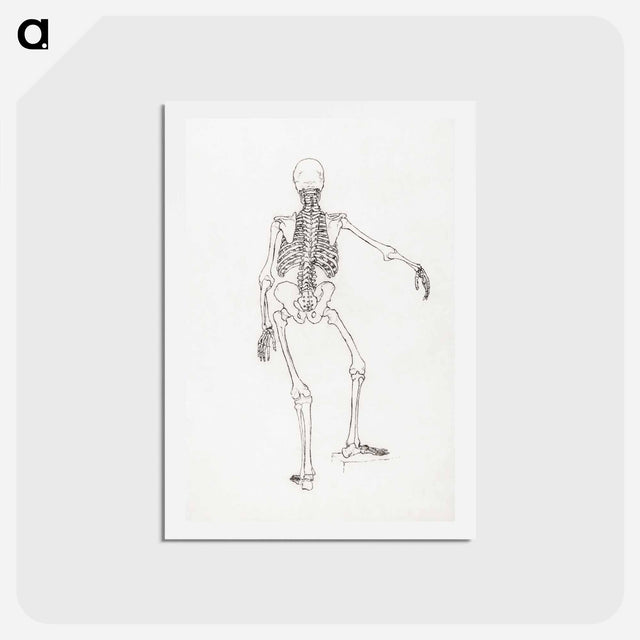 アートポストカード-Human Skeleton, Posterior View
 - ジョージ スタッブス Postcard.