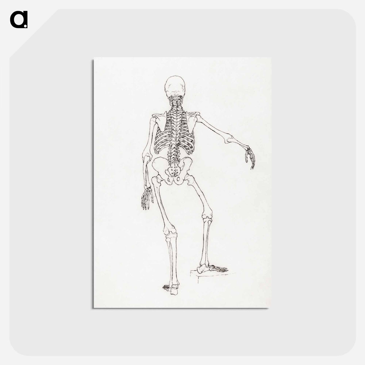 アートポストカード-Human Skeleton, Posterior View
 - ジョージ スタッブス Postcard.