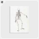 アートポストカード-Human Skeleton, Posterior View
 - ジョージ スタッブス Postcard.