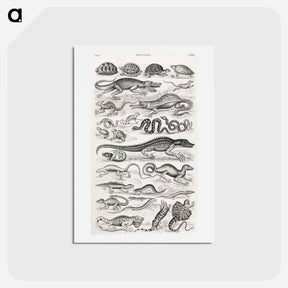 アートポストカード-Reptiles
 - ゴールドスミスの生き生きとした自然 Postcard.