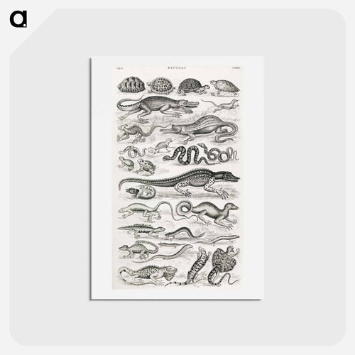 Reptiles
 - ゴールドスミスの生き生きとした自然 Postcard.