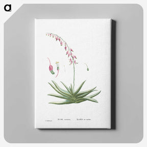 1-92_Histoire-des-Plantes-Grasses_canvas