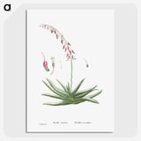 1-92_Histoire-des-Plantes-Grasses_picture-crop