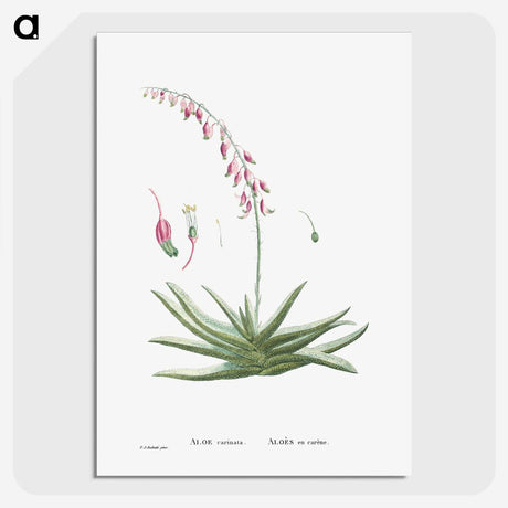 1-92_Histoire-des-Plantes-Grasses_picture-crop