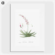 1-92_Histoire-des-Plantes-Grasses_picture