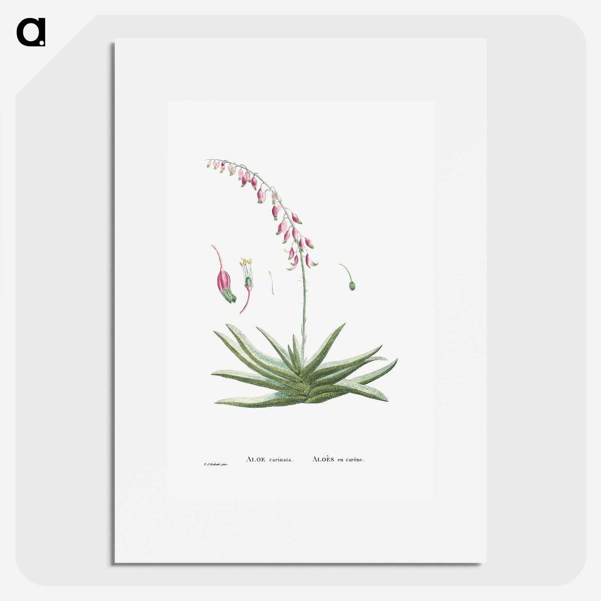 1-92_Histoire-des-Plantes-Grasses_picture