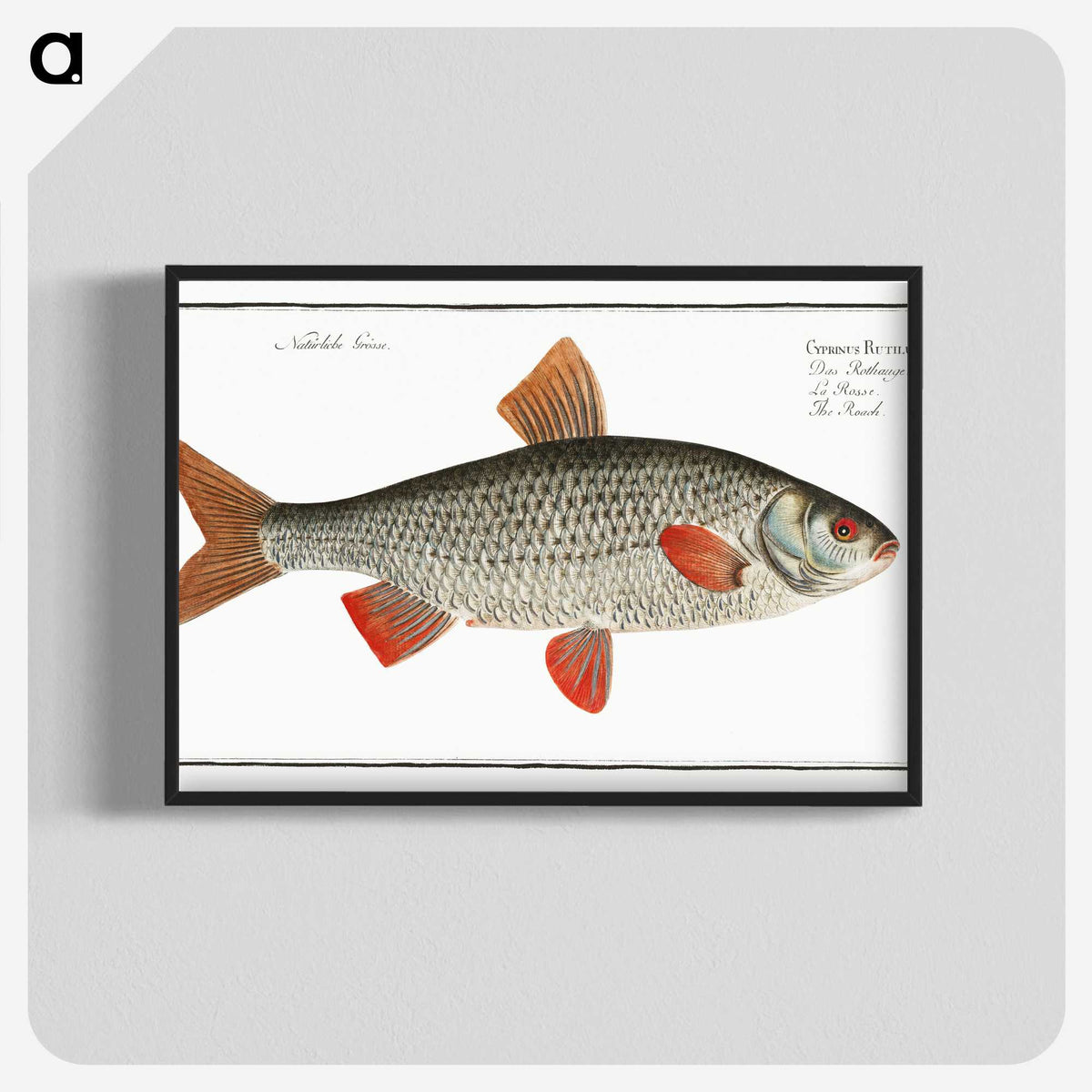 1-92_Ichtyologie-ou-Histoire-naturelle_blk-crop